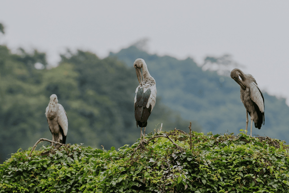 Hệ sinh thái Thung Nham có nhiều loài chim quý hiếm, thuộc 46 loài khác nhau (Nguồn: Fanpage Khu du lịch sinh thái Thung Nham - Ninh Bình)
